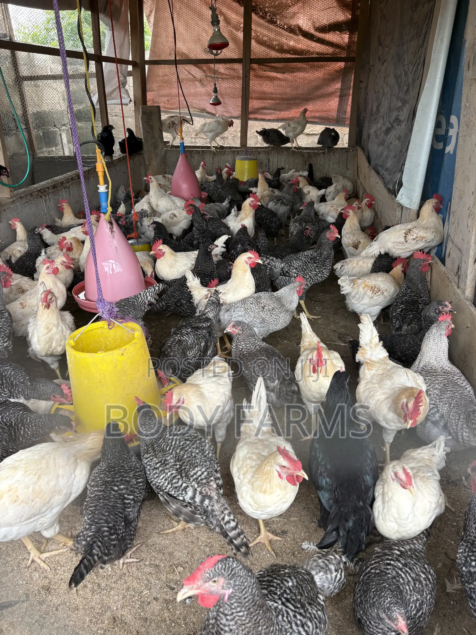 Live Birds