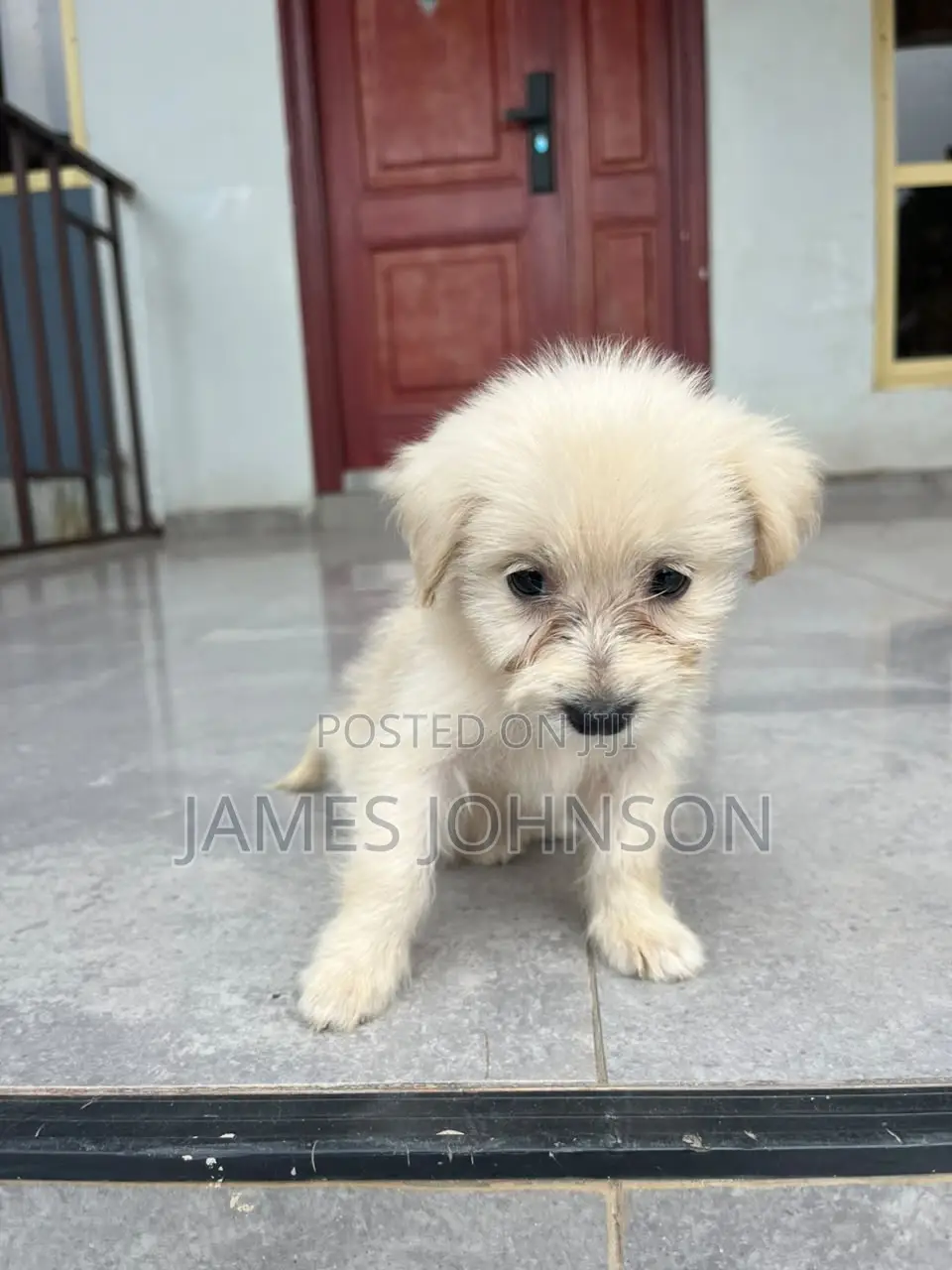 1-3 months Male Mixed Breed Poodle