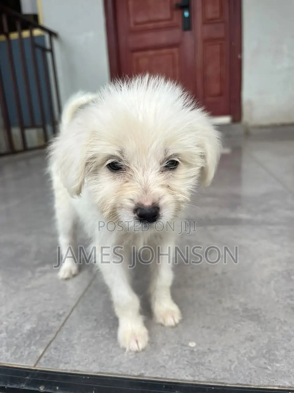 1-3 months Male Mixed Breed Poodle