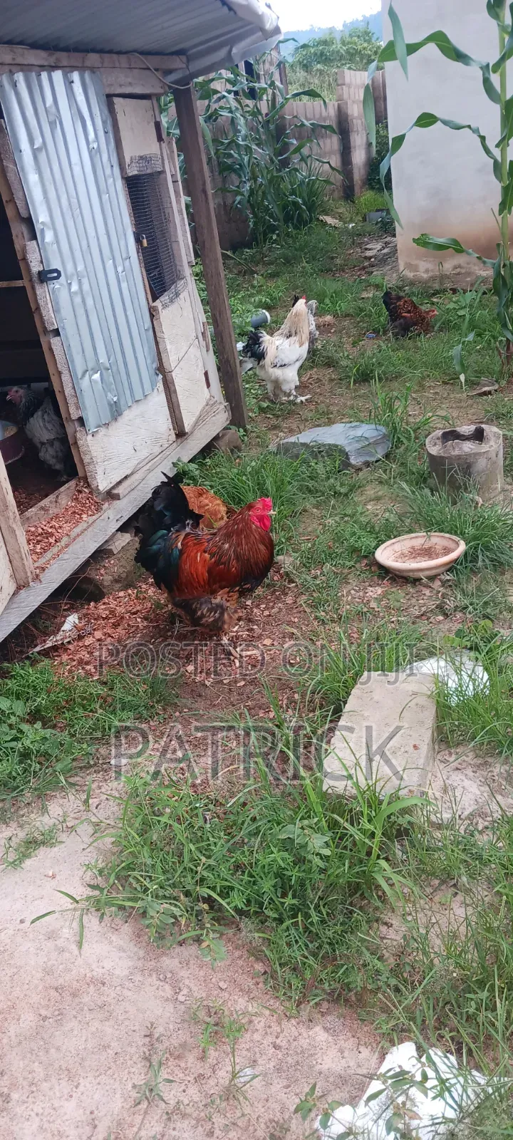 Agepat Farms