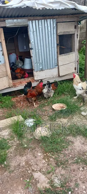 Agepat Farms
