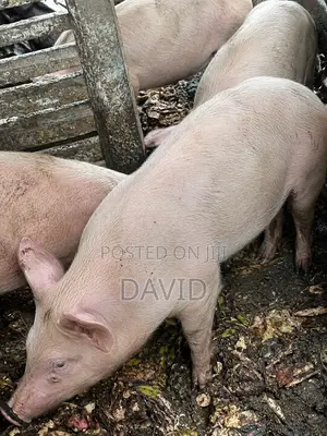 2 Big Healthy Pigs for Sale – Atiwa, Eastern Region