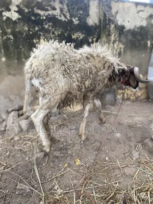 Health Sheep