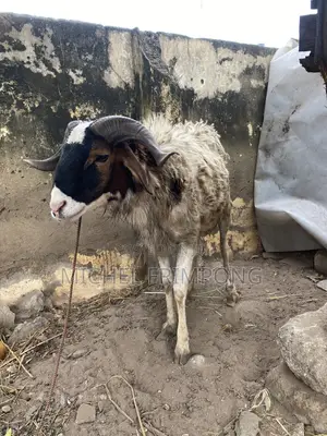 Health Sheep
