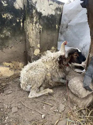 Health Sheep