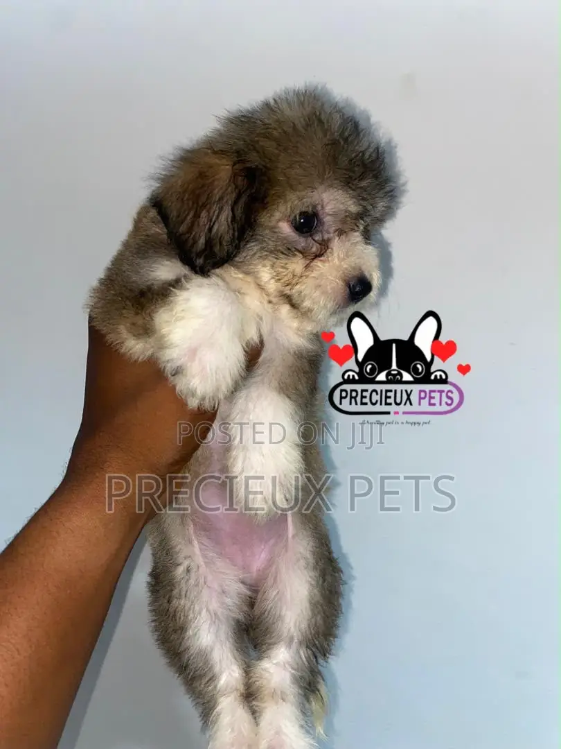 1-3 months Male Purebred Maltipoo