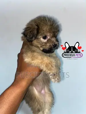 1-3 months Male Purebred Maltipoo