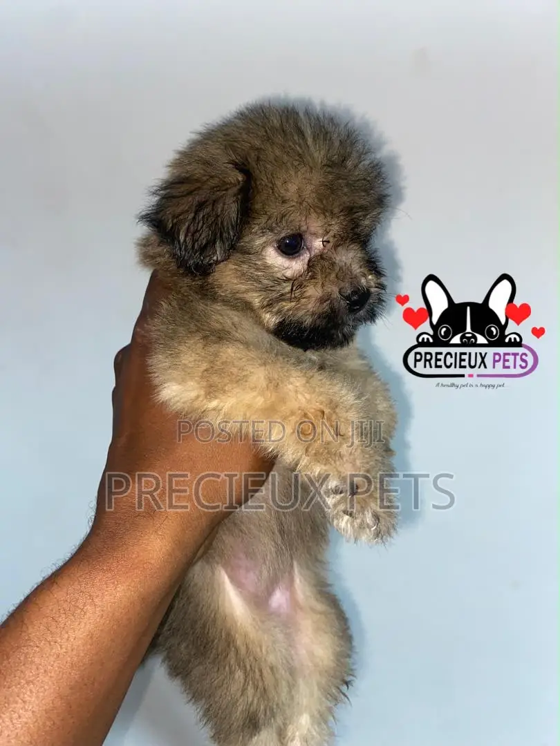 1-3 months Male Purebred Maltipoo