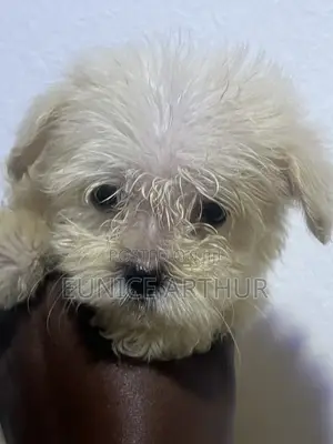 1-3 months Female Purebred Poodle