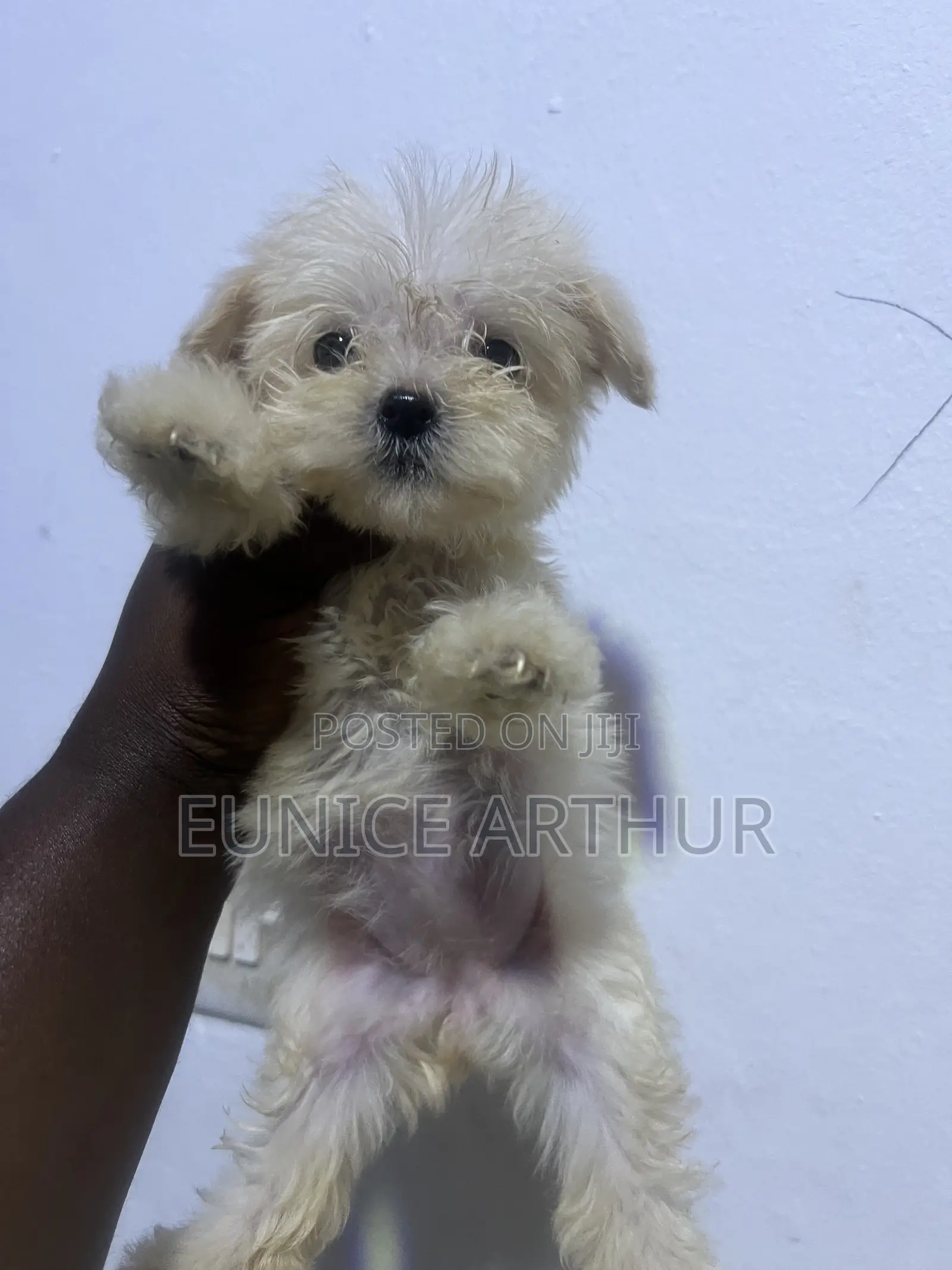 1-3 months Female Purebred Poodle