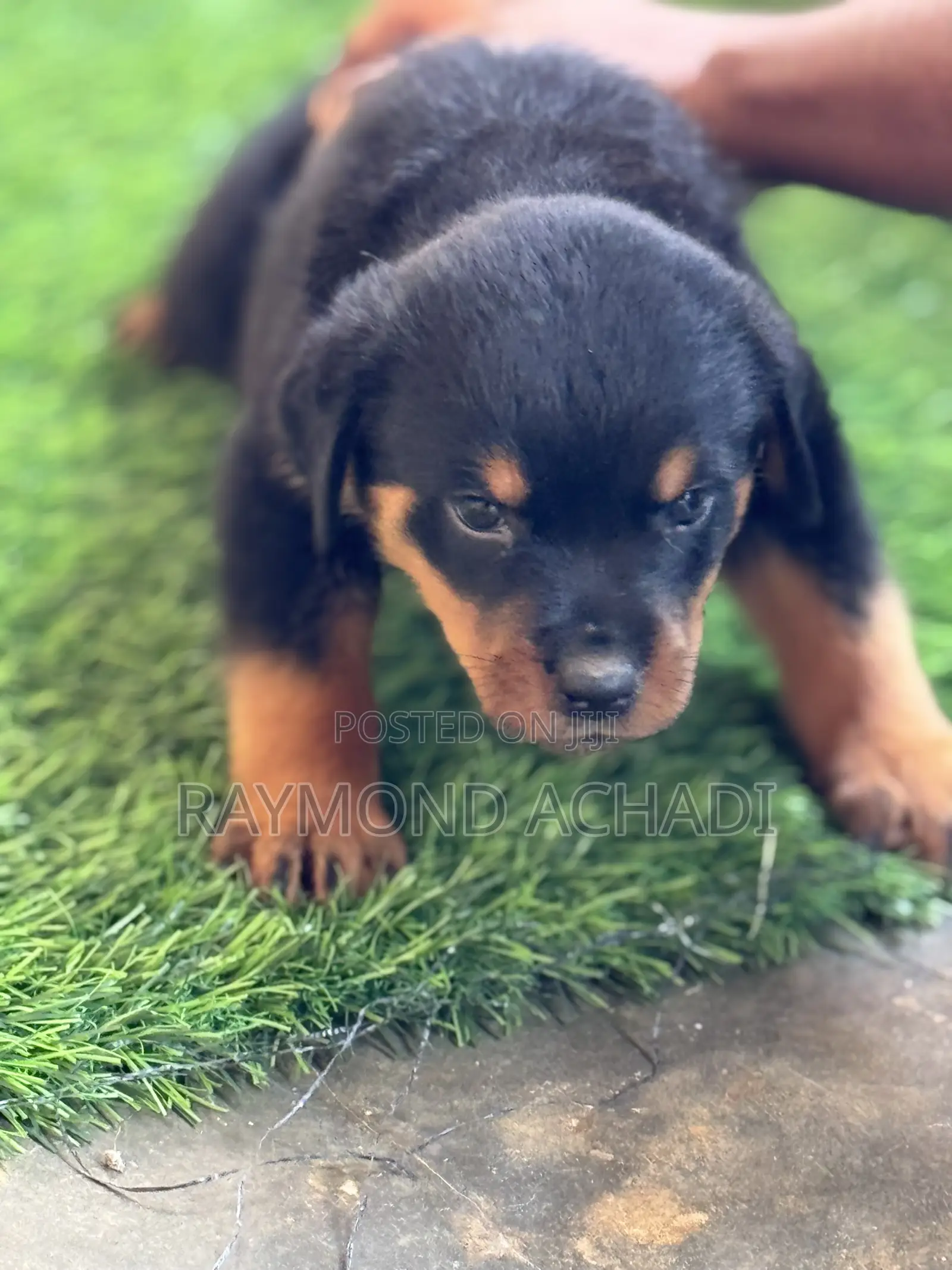 1-3 months Female Purebred Rottweiler