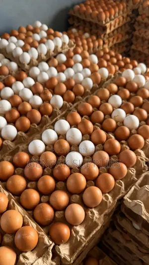 Fresh Farm Eggs Wholesale