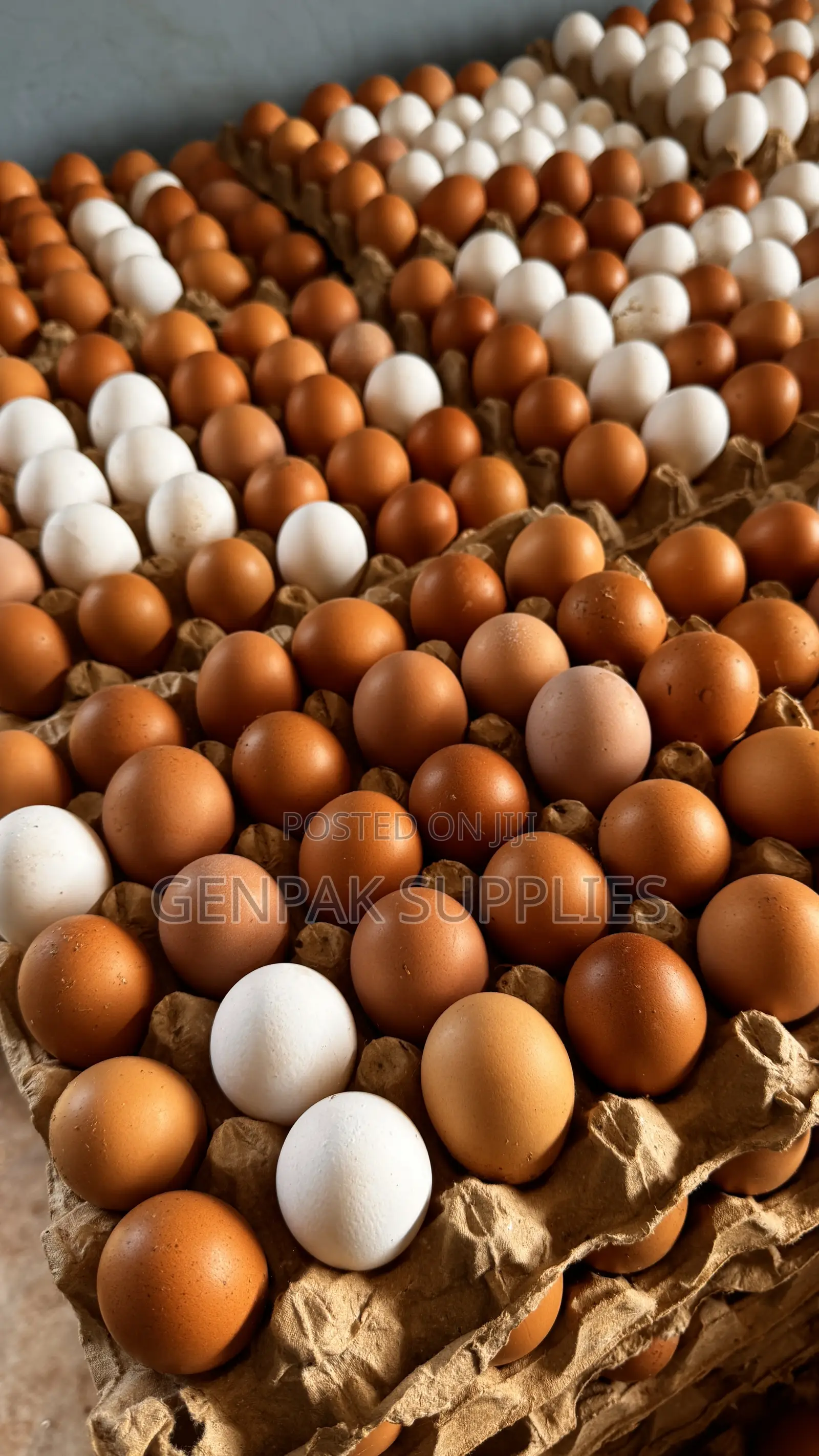 Fresh Farm Eggs Wholesale