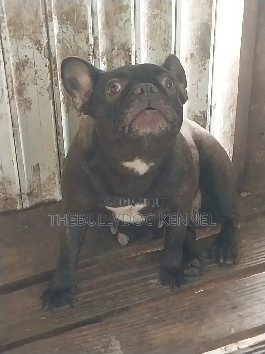 1+ year Female Purebred French Bulldog