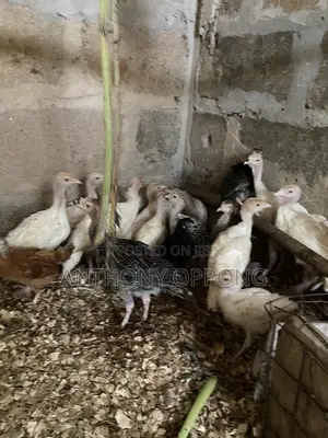 Hybrid Turkeys Poults 1 2 Months Old