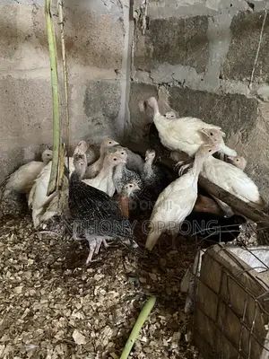 Hybrid Turkeys Poults 1 2 Months Old
