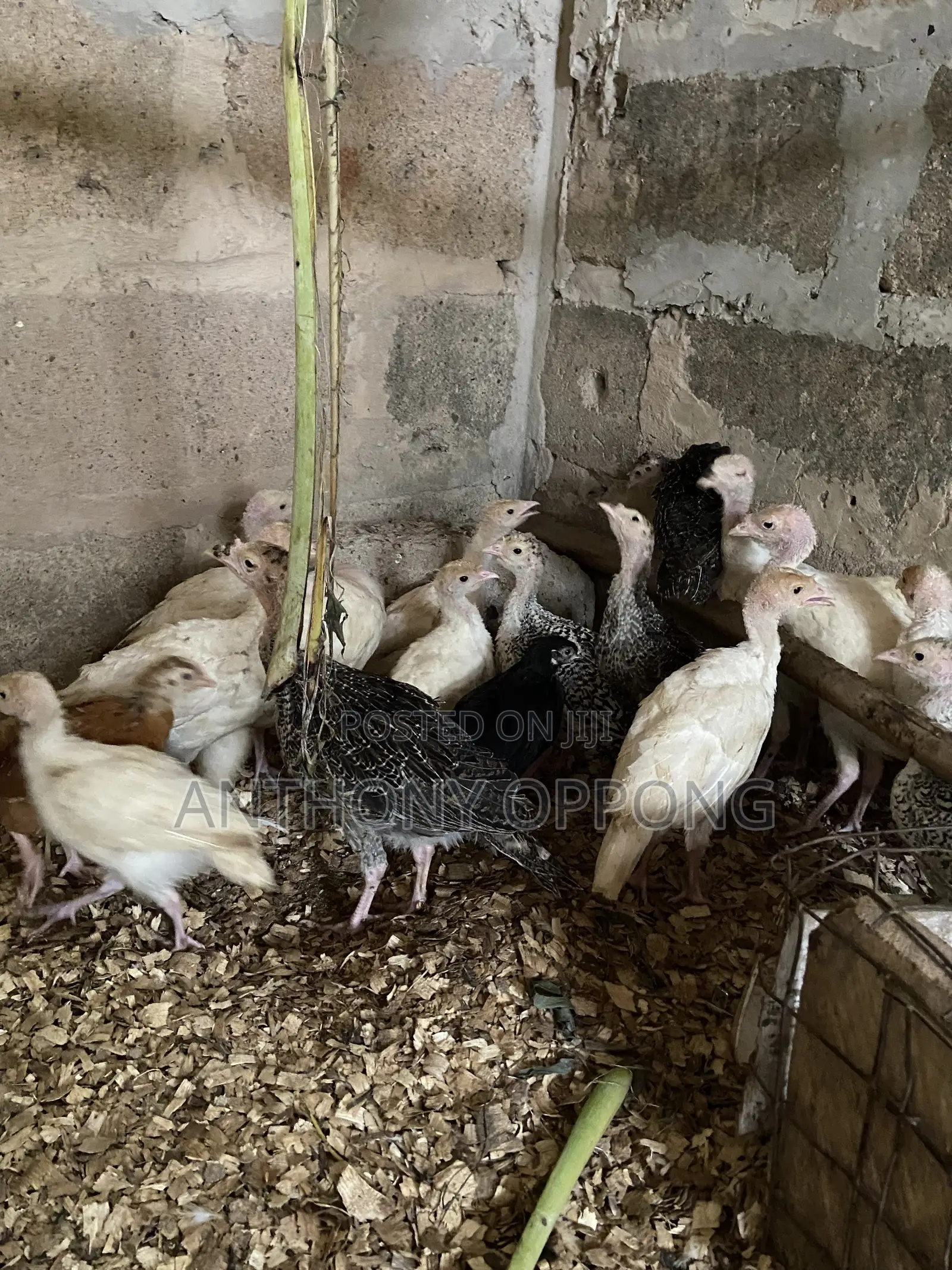 Hybrid Turkeys Poults 1 2 Months Old