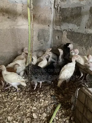 Hybrid Turkeys Poults 1 2 Months Old