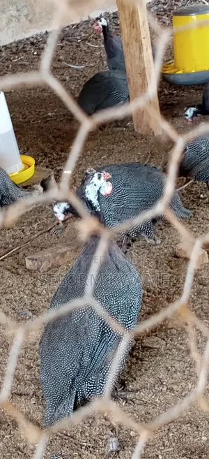 Guinea Fowls
