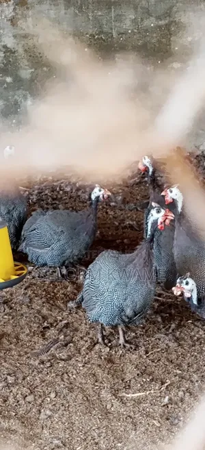 Guinea Fowls