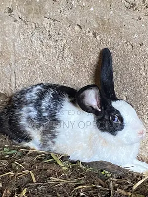 Male Rabbits 5 7months Old