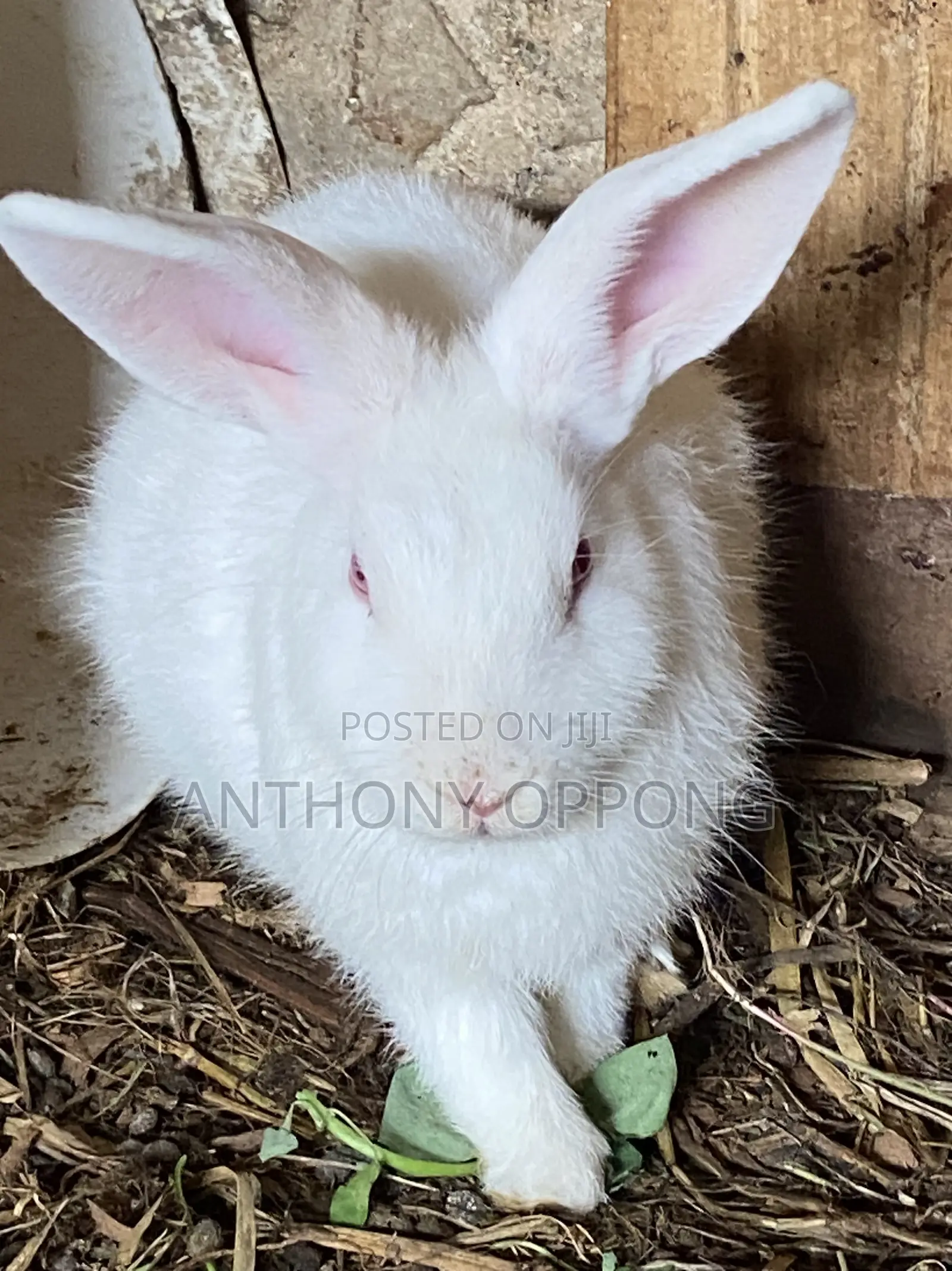 Male Rabbits 5 7months Old