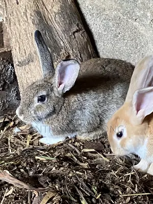 Male Rabbits 5 7months Old