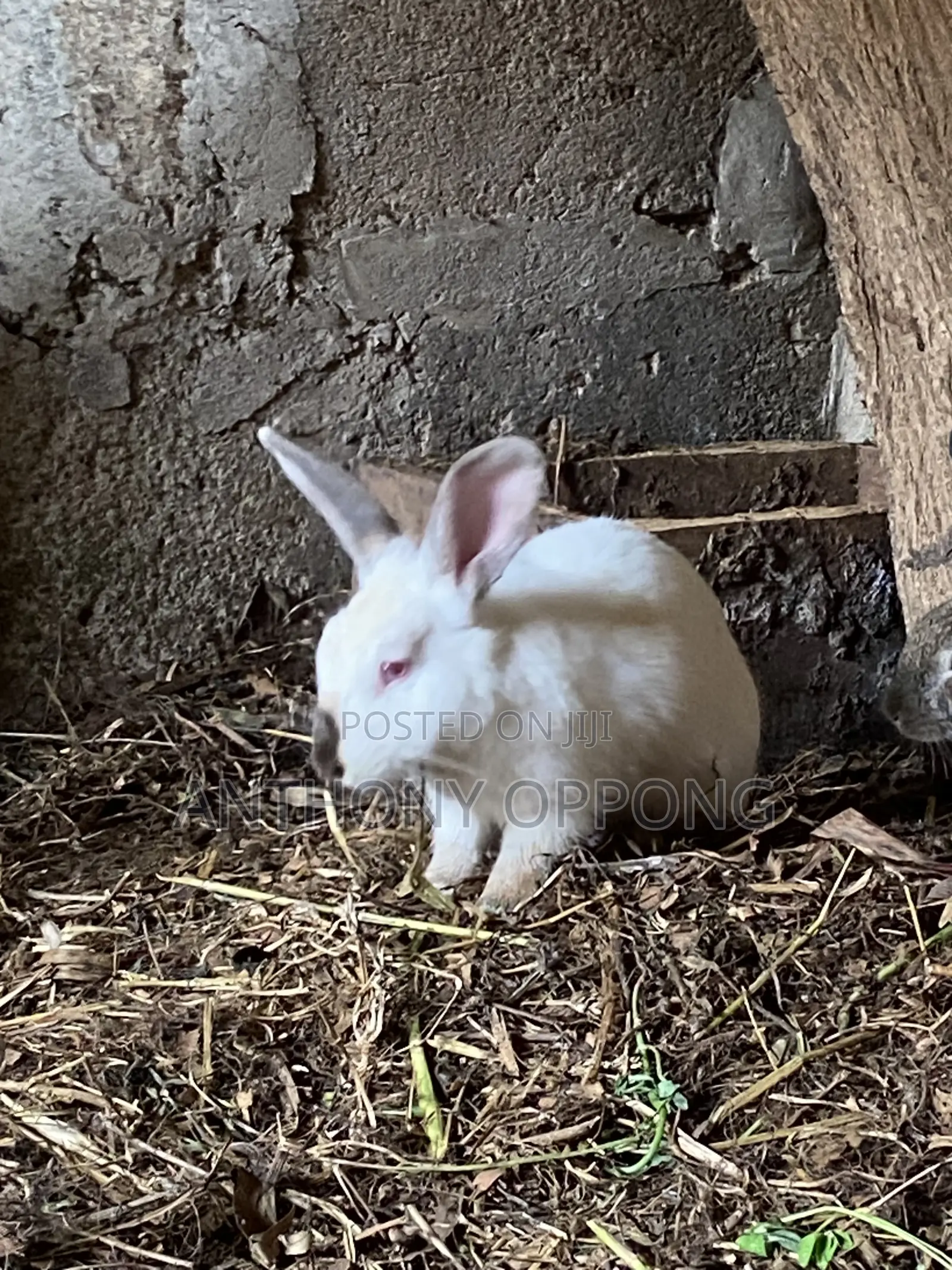 Male Rabbits 5 7months Old