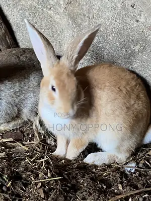 Male Rabbits 5 7months Old