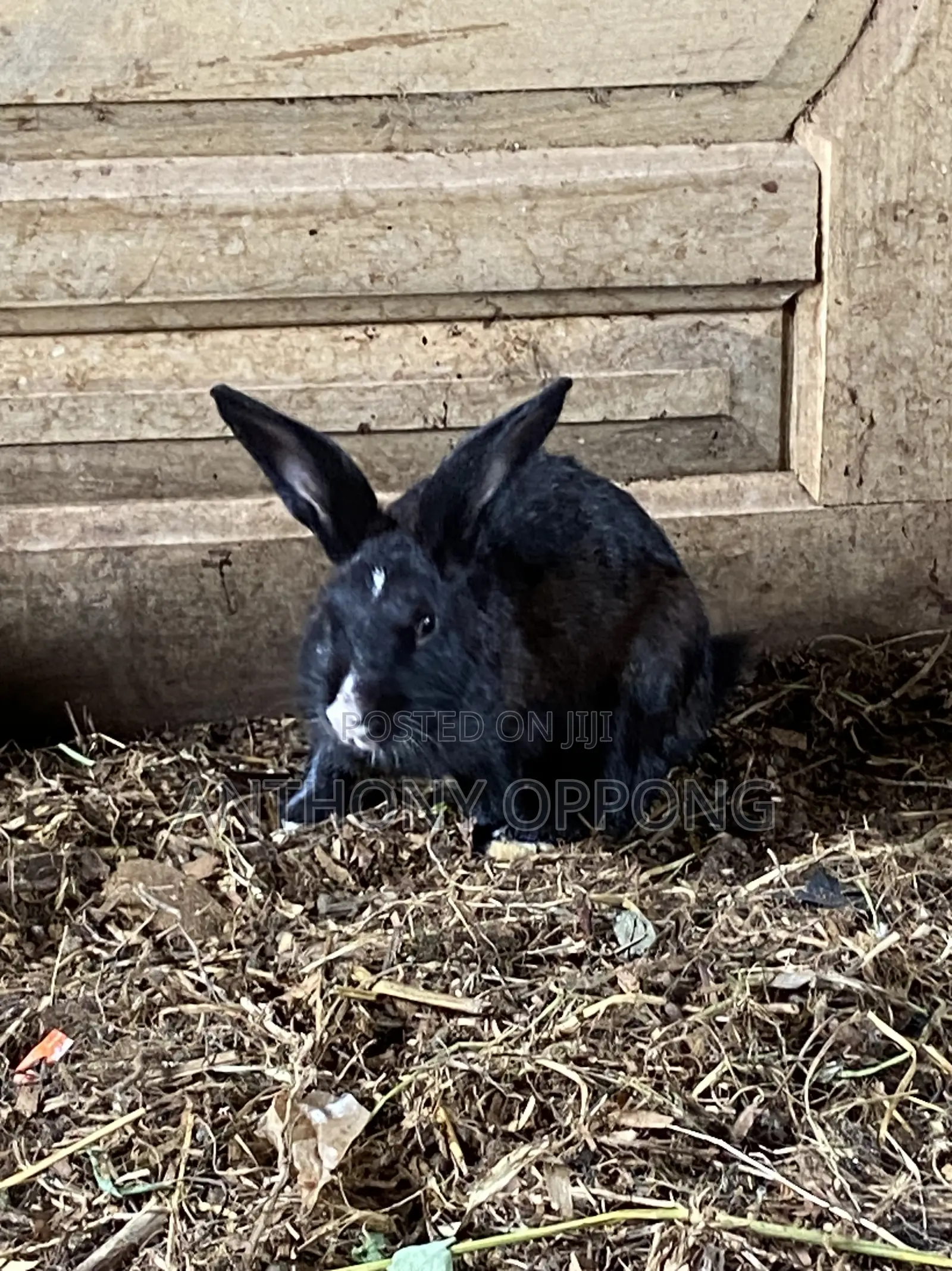 Male Rabbits 5 7months Old