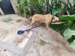 1+ year Female Mixed Breed Belgian Malinois