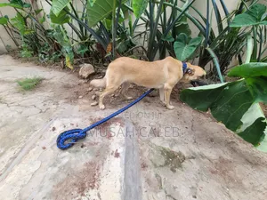 1+ year Female Mixed Breed Belgian Malinois