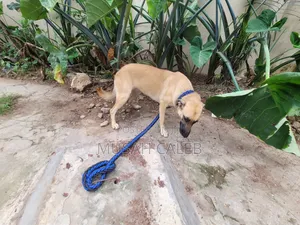 1+ year Female Mixed Breed Belgian Malinois