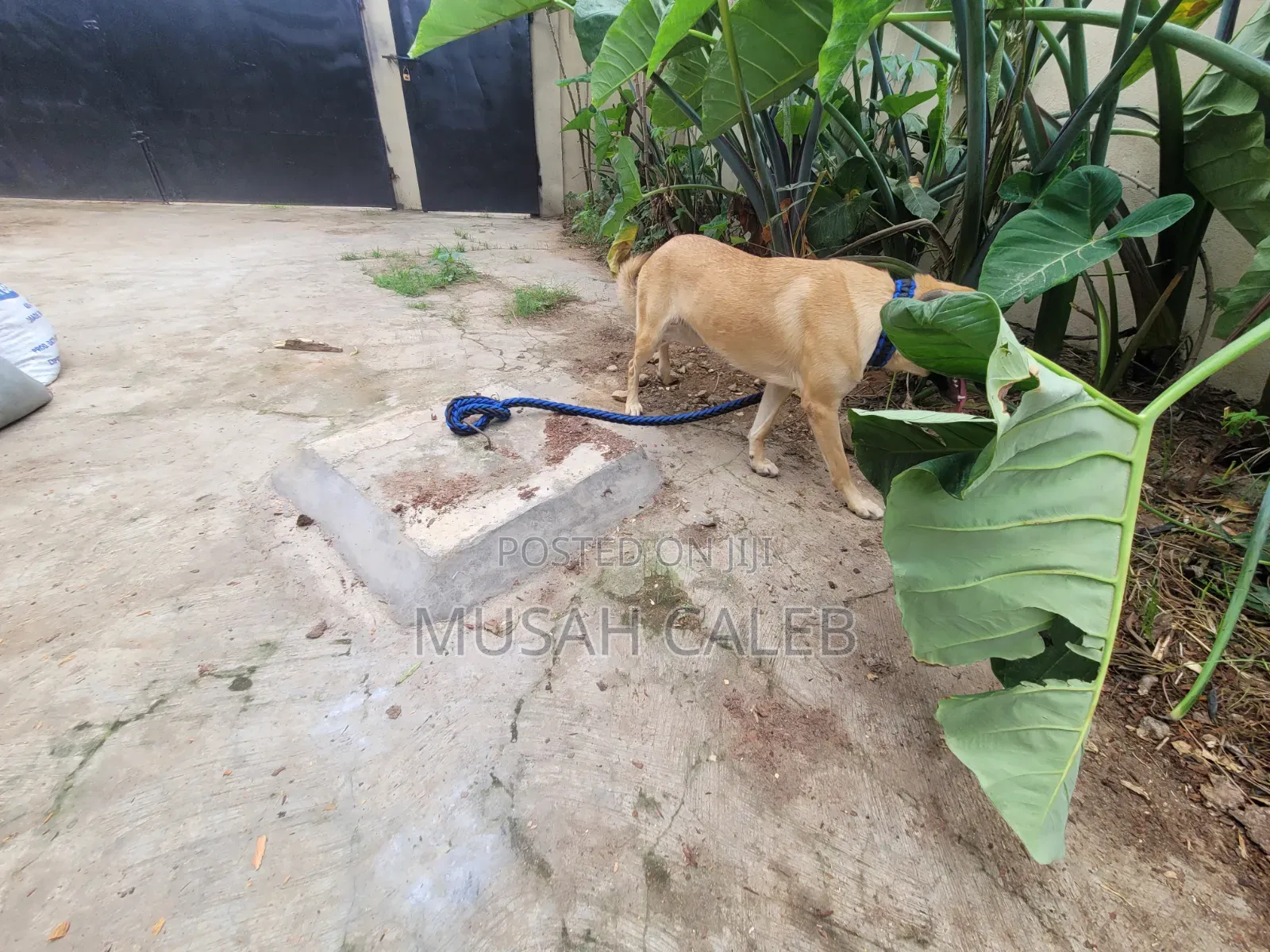 1+ year Female Mixed Breed Belgian Malinois