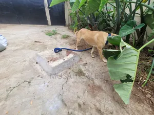1+ year Female Mixed Breed Belgian Malinois