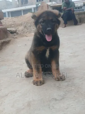 1-3 months Male Purebred Caucasian Shepherd