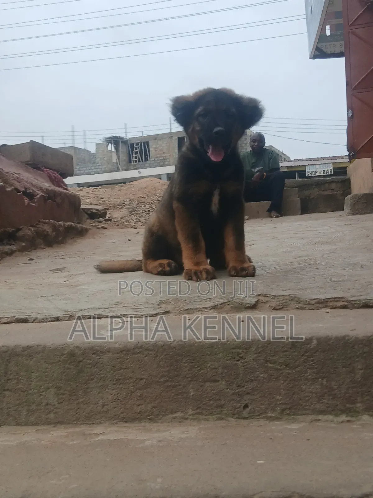 1-3 months Male Purebred Caucasian Shepherd