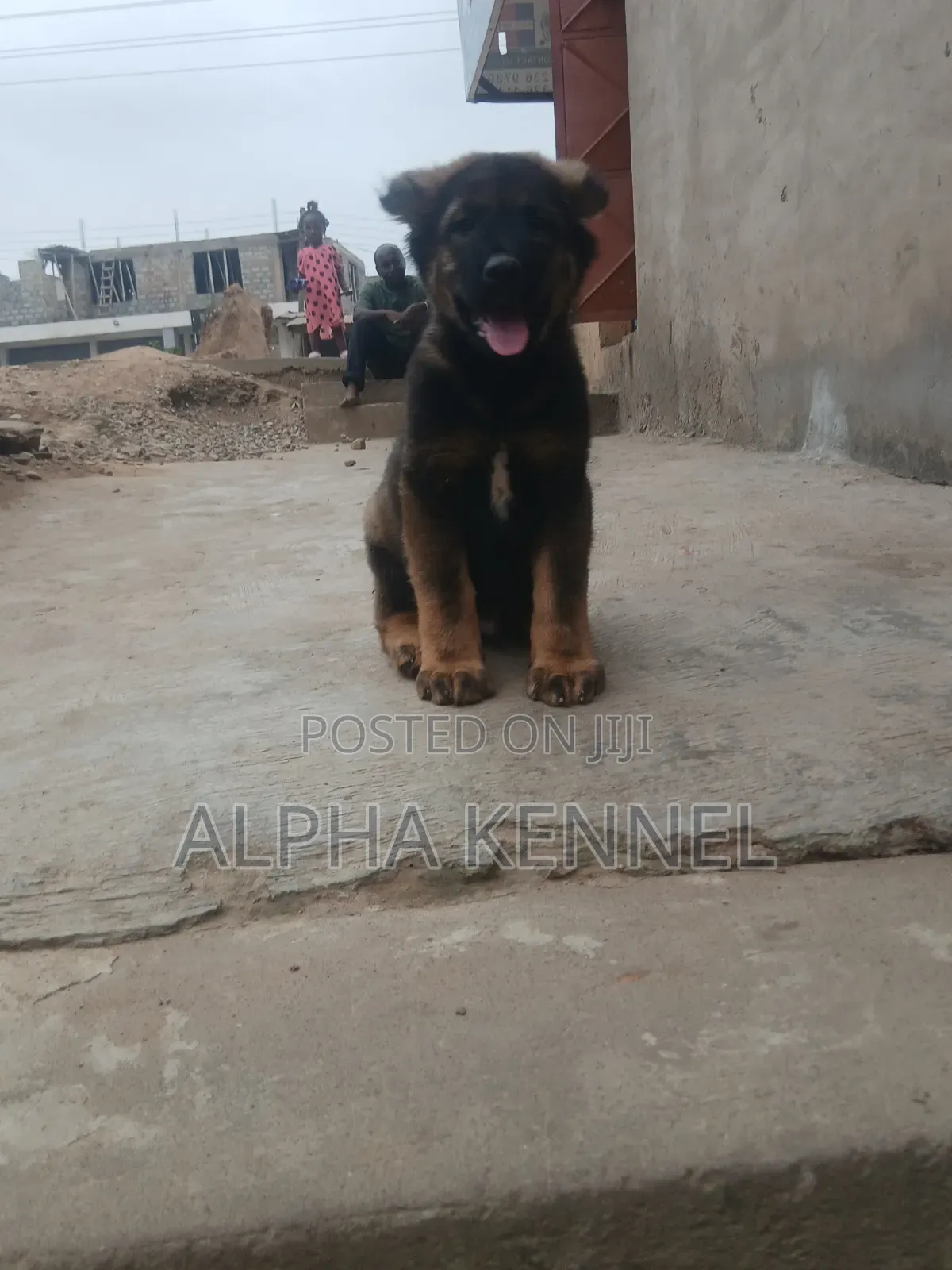 1-3 months Male Purebred Caucasian Shepherd