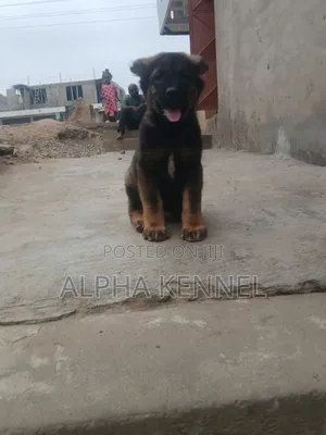 1-3 months Male Purebred Caucasian Shepherd