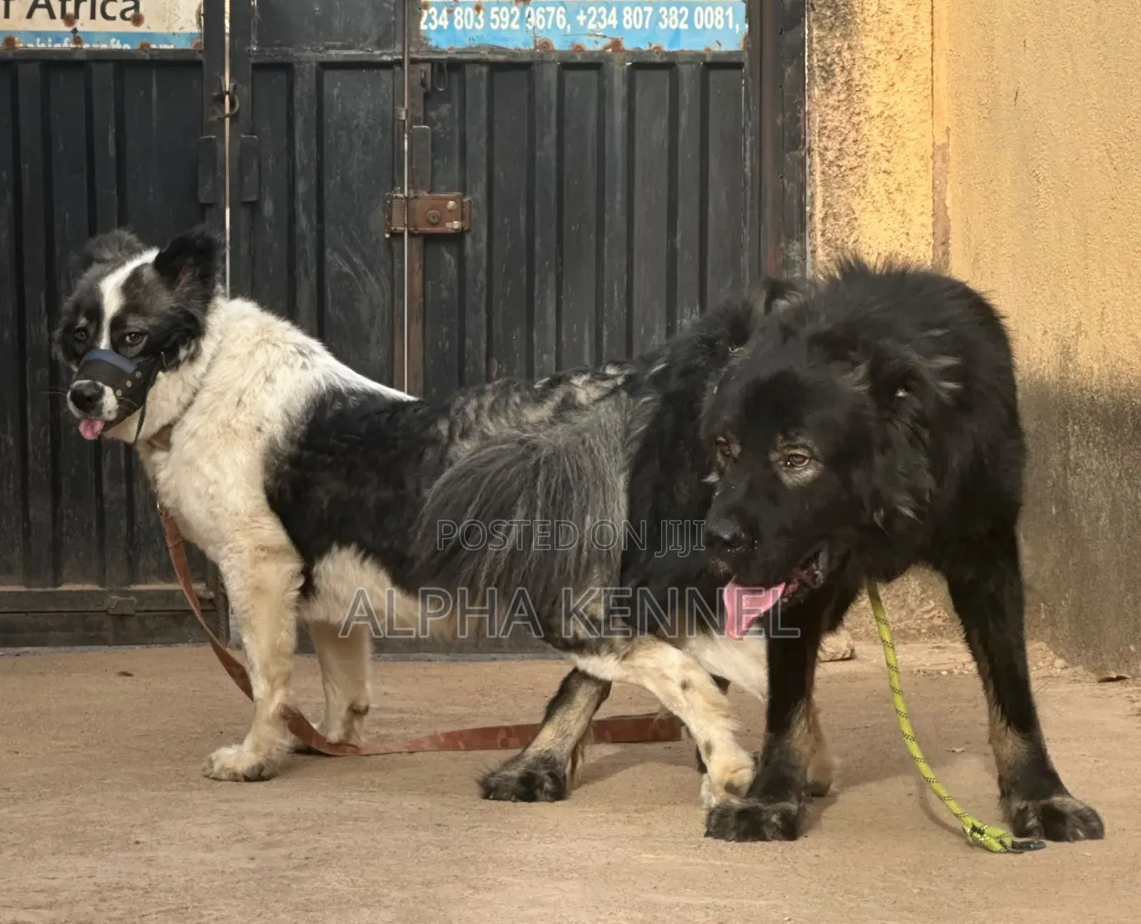 1-3 months Male Purebred Caucasian Shepherd