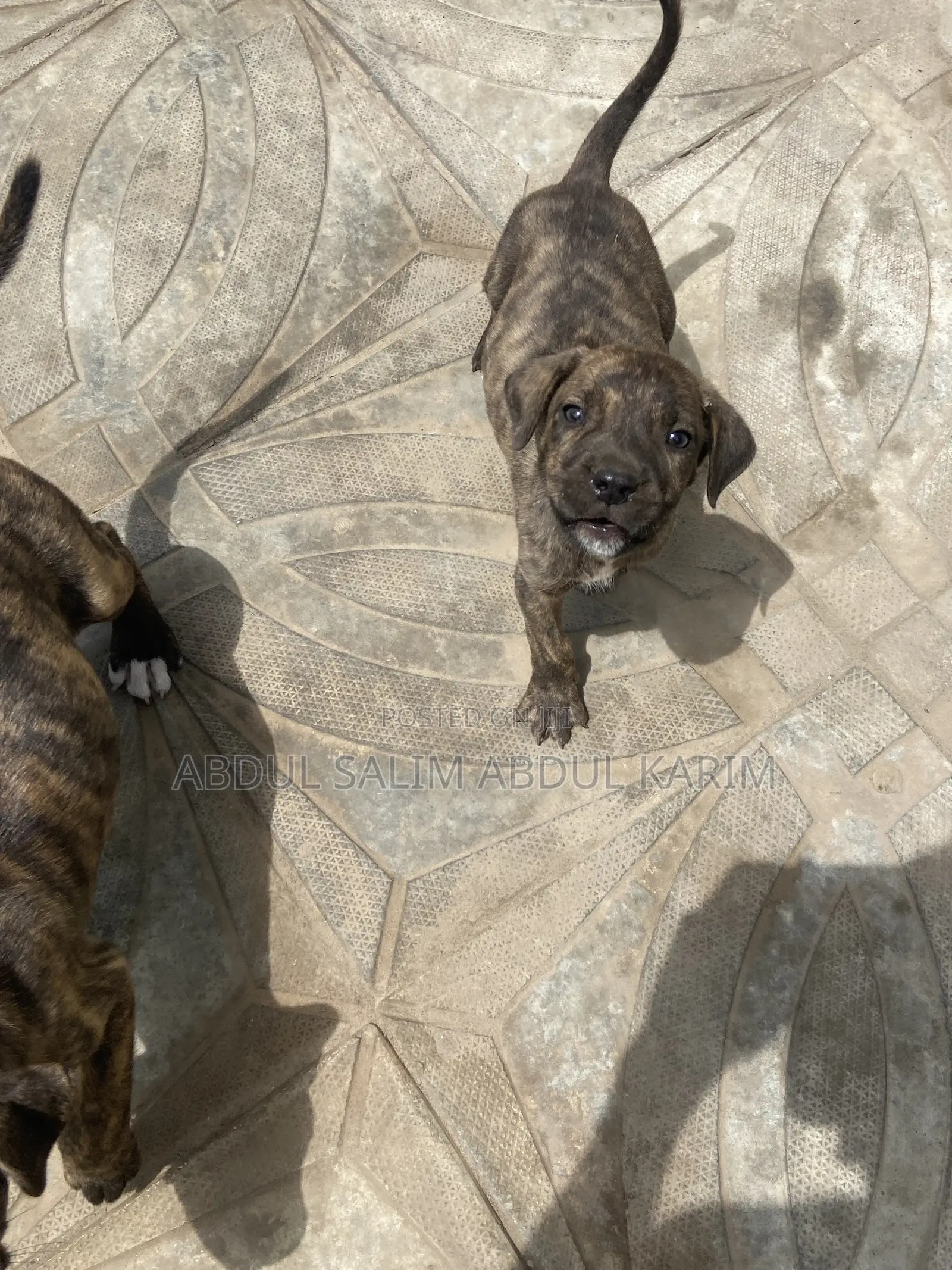 1-3 months Female Mixed Breed Boerboel