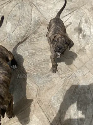 1-3 months Female Mixed Breed Boerboel