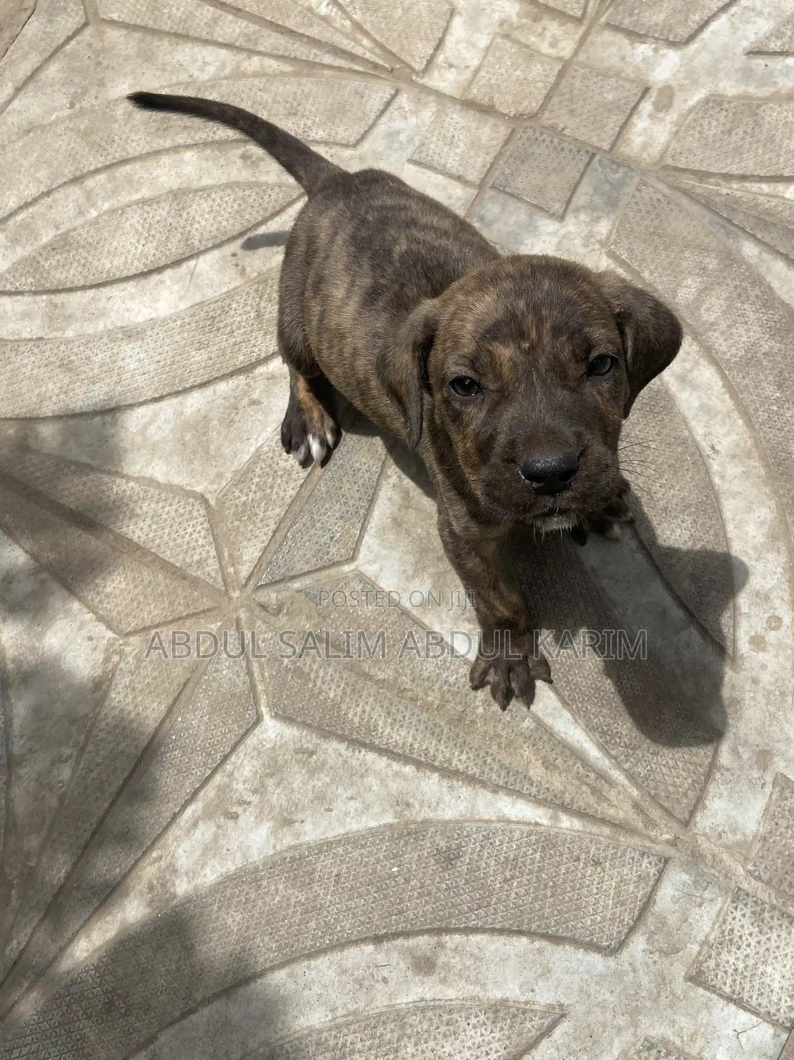 1-3 months Female Mixed Breed Boerboel