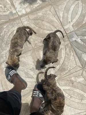 1-3 months Female Mixed Breed Boerboel