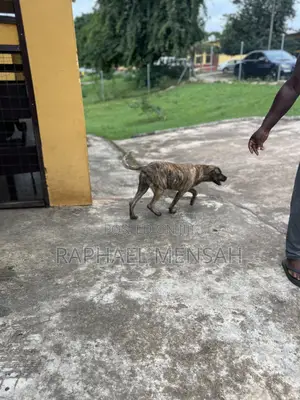 3-6 months Male Purebred Boerboel