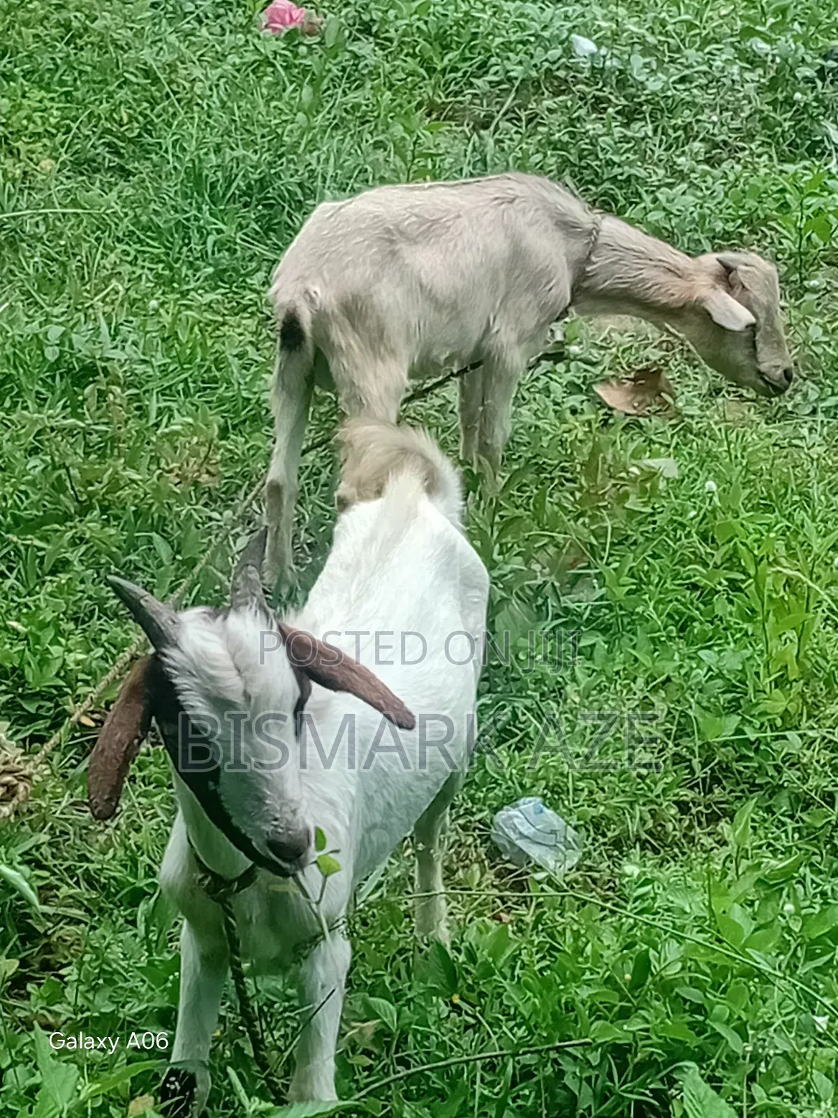 2 Healthy Male Goats