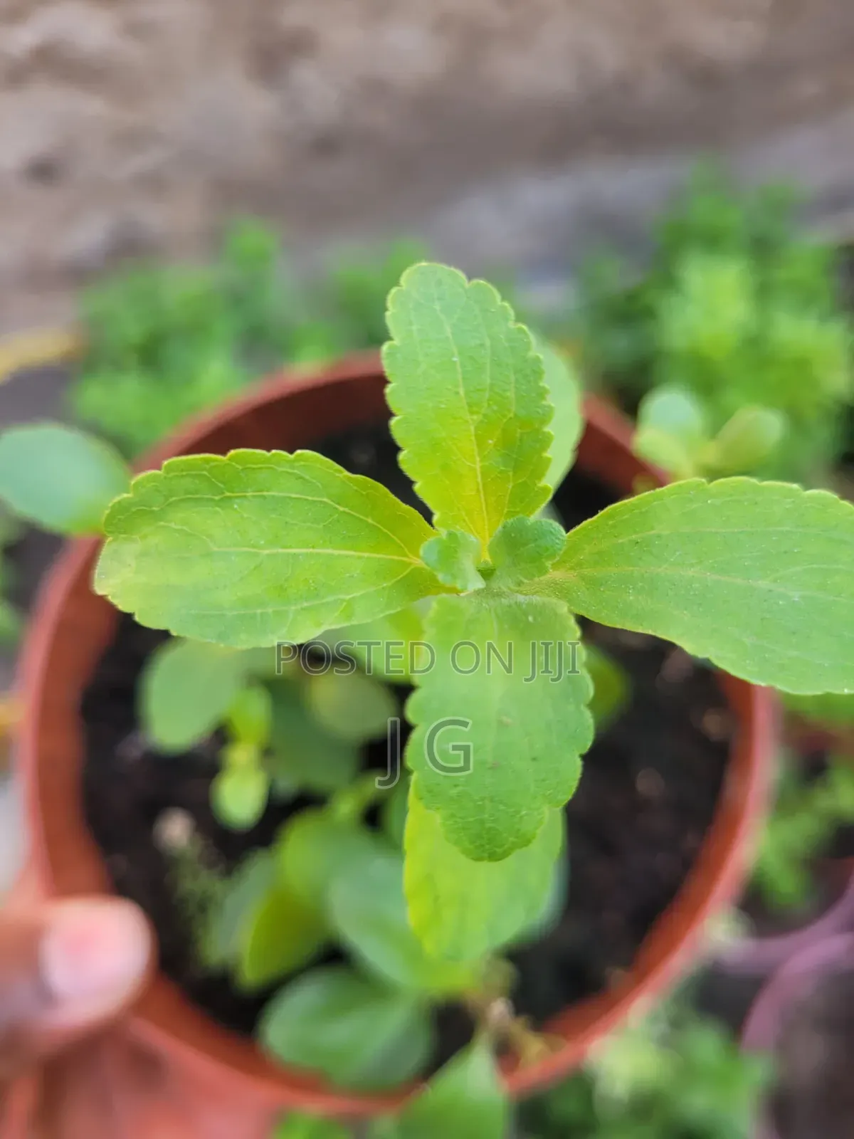 Stevia Plant