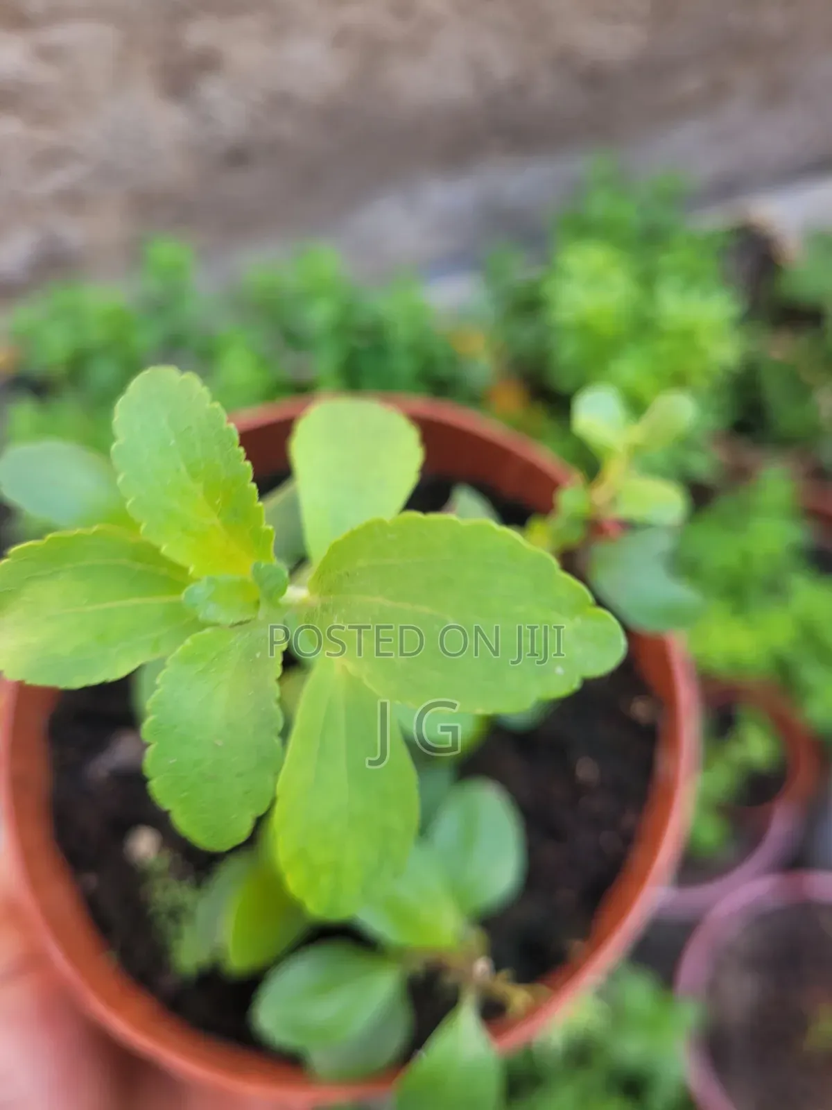 Stevia Plant