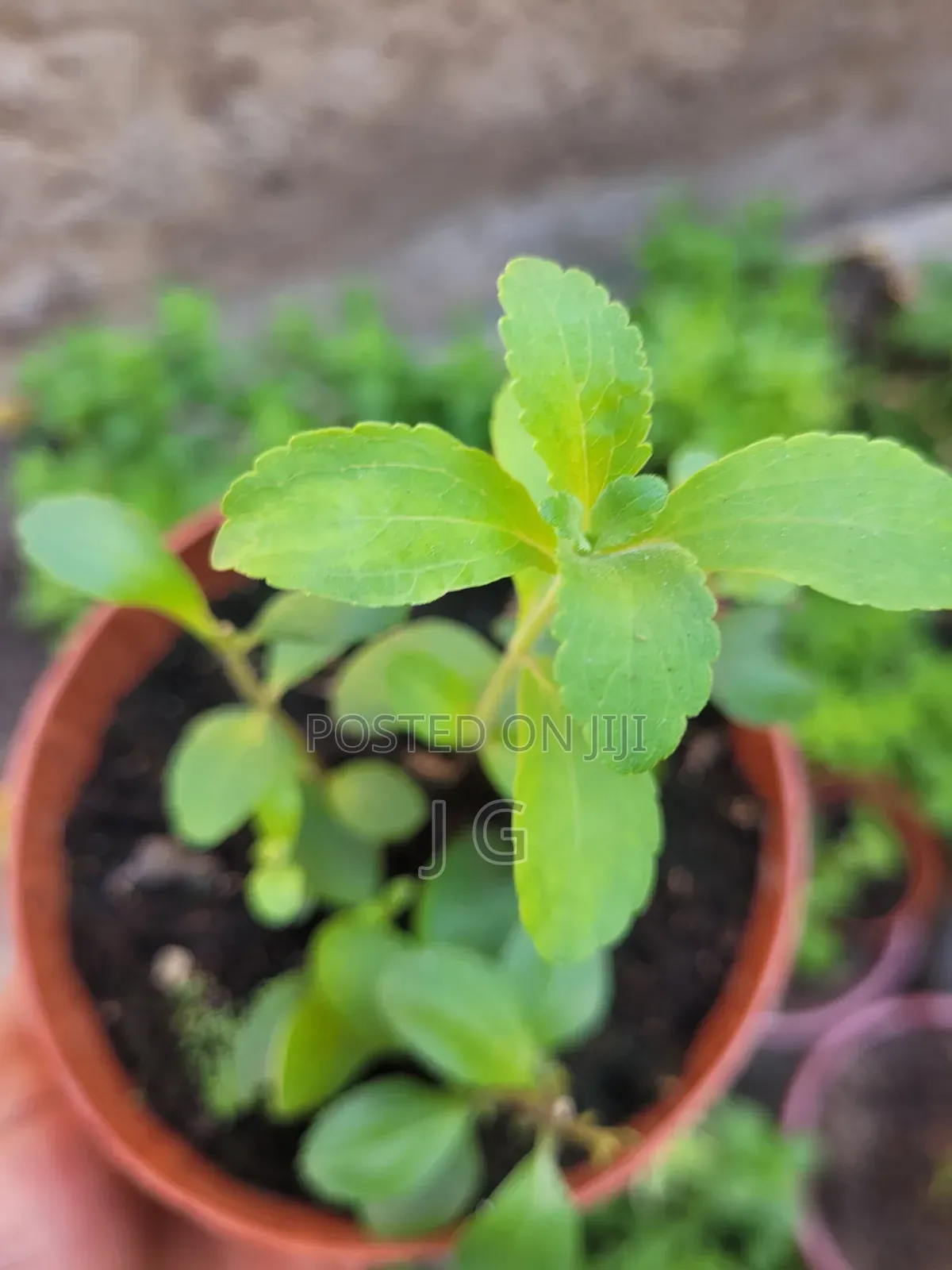 Stevia Plant