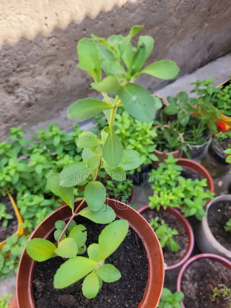 Stevia Plant